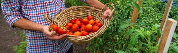 Male Farmer Harvests Tomatoes Garden Selective Focus Food — Zdjęcie stockowe