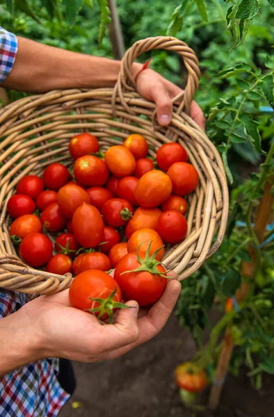 Male Farmer Harvests Tomatoes Garden Selective Focus Food — Stok fotoğraf