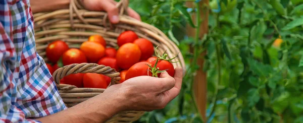Αρσενικός Αγρότης Μαζεύει Ντομάτες Στον Κήπο Επιλεκτική Εστίαση Τρόφιμα — Φωτογραφία Αρχείου