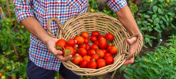 Male Farmer Harvests Tomatoes Garden Selective Focus Food — Stockfoto