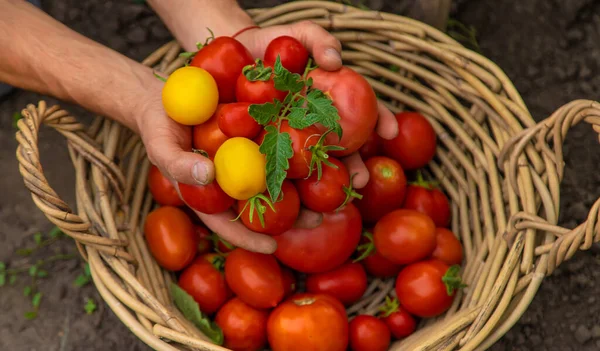 Male farmer harvests tomatoes in the garden. Selective focus. Food.