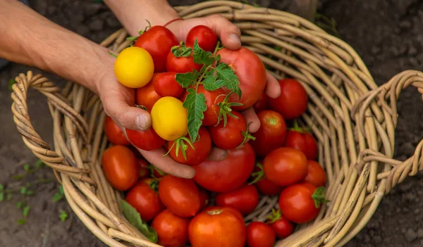 Αρσενικός Αγρότης Μαζεύει Ντομάτες Στον Κήπο Επιλεκτική Εστίαση Τρόφιμα — Φωτογραφία Αρχείου