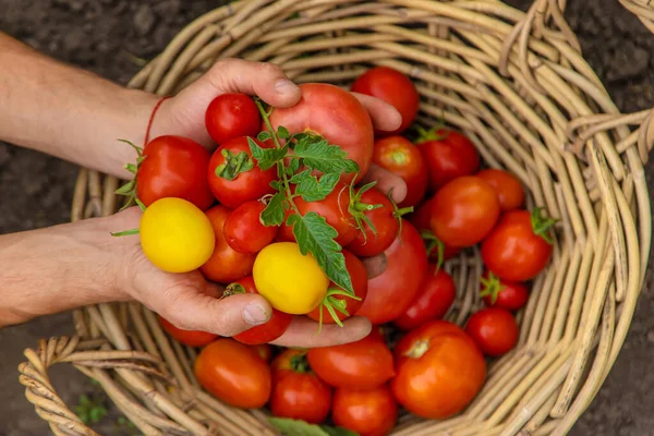 Male Farmer Harvests Tomatoes Garden Selective Focus Food — Stockfoto