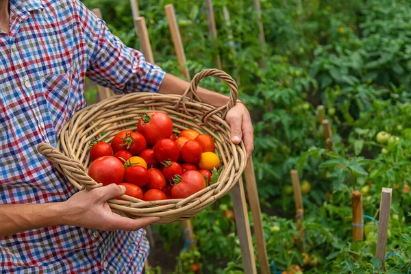 Male farmer harvests tomatoes in the garden. Selective focus. Food.