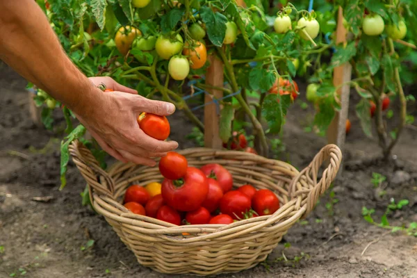 Male Farmer Harvests Tomatoes Garden Selective Focus Food — Stok fotoğraf