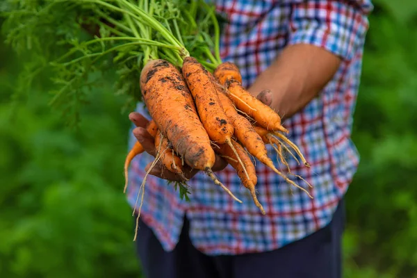Male farmer harvesting carrots in the garden. Selective focus. Food.
