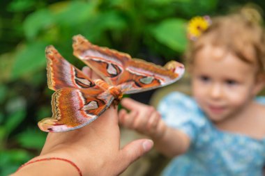 Child holds a butterfly on their hand. Coscinocera hercules. Selective focus. Kid.