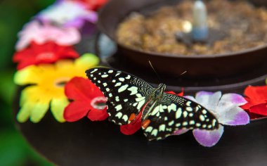 Butterfly eats from the flower feeder. Papilio demoleus. Nature.