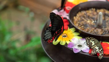 Butterfly eats from the flower feeder. Papilio rumanzovia. Nature.