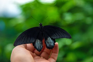 Black night butterfly on a hand. Selective focus. Nature.