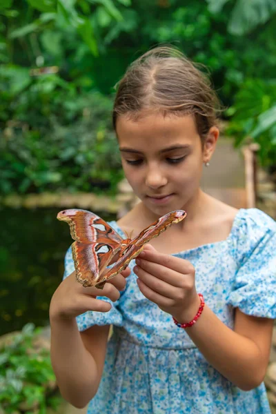 Child Holds Butterfly Hand Coscinocera Hercules Selective Focus Kid — Photo