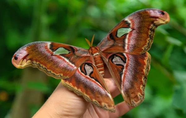 Largest Butterfly Nature Coscinocera Hercules Summer — Foto Stock