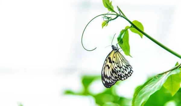 Ιδέα Για Κίτρινη Πεταλούδα Φύλλο Ιδέα Λεουκόνοε Φύση — Φωτογραφία Αρχείου