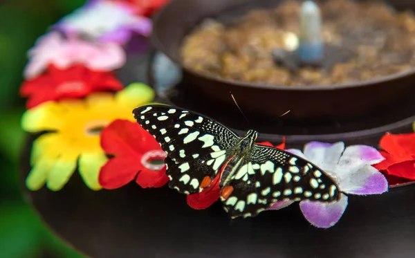 Butterfly Eats Flower Feeder Papilio Demoleus Nature — Foto de Stock