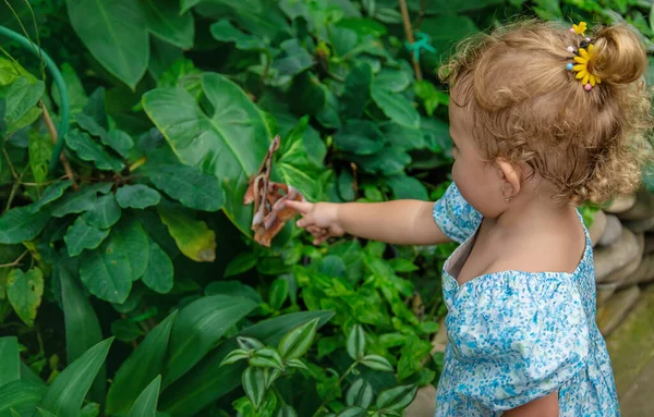 Child Holds Butterfly Hand Coscinocera Hercules Selective Focus Kid — ストック写真