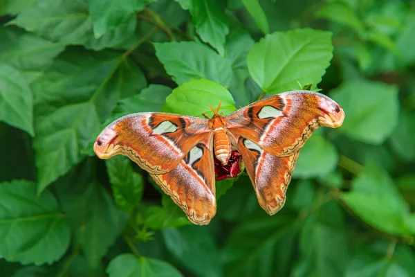 Largest Butterfly Nature Coscinocera Hercules Summer — Zdjęcie stockowe