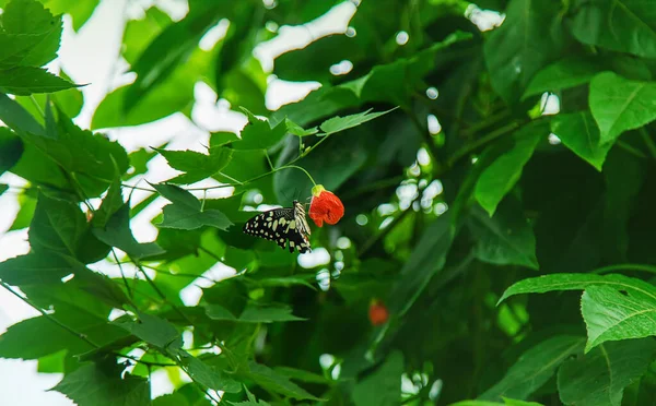 Yellow Butterfly Idea Leaf Idea Leuconoe Nature — Fotografia de Stock