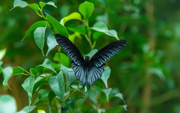 Black Night Butterfly Leaf Papilio Memnon Nature — Photo