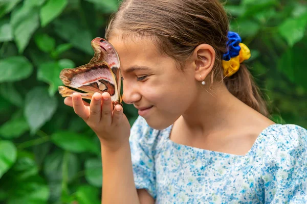 Child holds a butterfly on their hand. Coscinocera hercules. Selective focus. Kid.