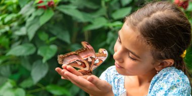 Child holds a butterfly on their hand. Coscinocera hercules. Selective focus. Kid.