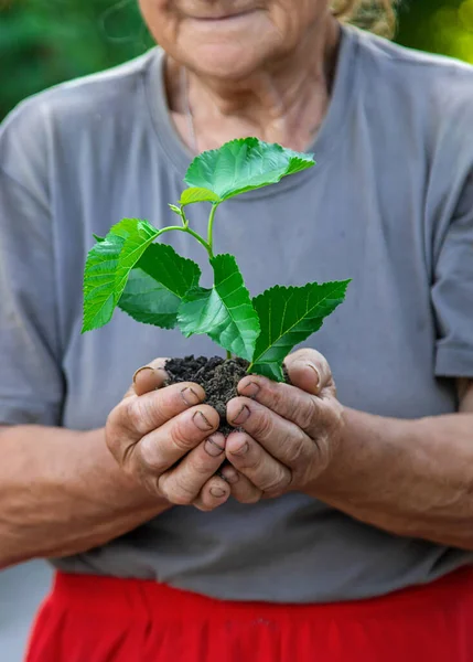 Grandmother Planting Tree Garden Selective Focus Nature — Stockfoto