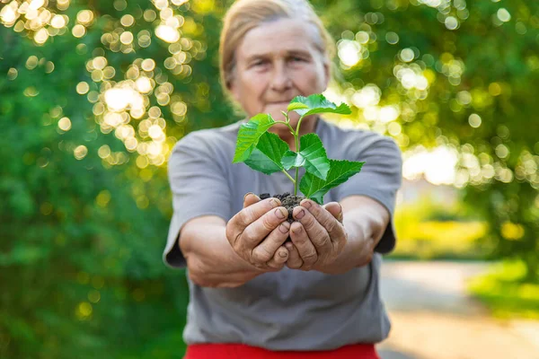 Grandmother Planting Tree Garden Selective Focus Nature — Stok fotoğraf