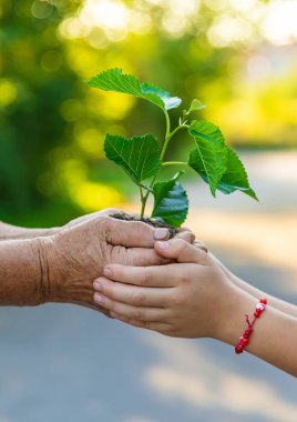 The child and grandmother are planting a tree. Selective focus. Kid.
