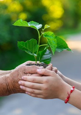 The child and grandmother are planting a tree. Selective focus. Kid.