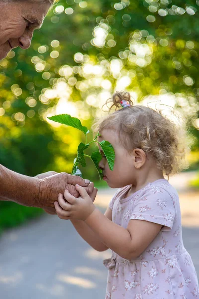 Child Grandmother Planting Tree Selective Focus Kid — Zdjęcie stockowe
