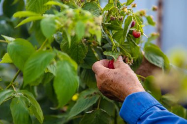Grandmother harvests raspberries in the garden. Selective focus. Food.