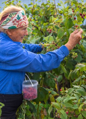 Grandmother harvests raspberries in the garden. Selective focus. Food.