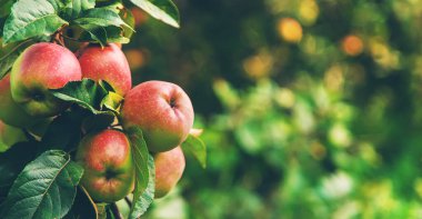 Harvest of red apples on a tree in the garden. Selective focus. Food.