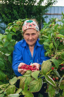 Grandmother harvests raspberries in the garden. Selective focus. Food.