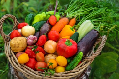 Harvest vegetables in the garden. Selective focus. Food.