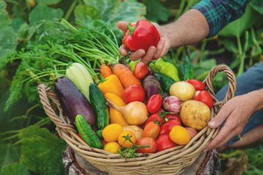 A man with a harvest of vegetables in the garden. Selective focus. Food.