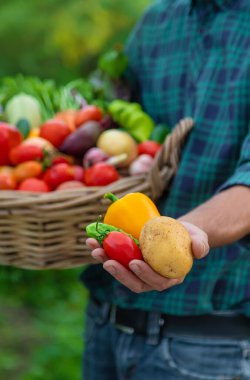 A man with a harvest of vegetables in the garden. Selective focus. Food.