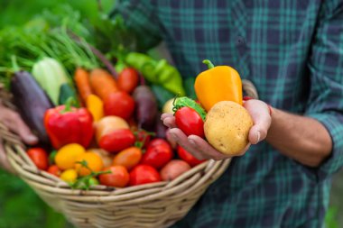 A man with a harvest of vegetables in the garden. Selective focus. Food.