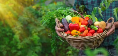 A man with a harvest of vegetables in the garden. Selective focus. Food.