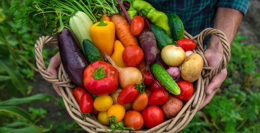 A man with a harvest of vegetables in the garden. Selective focus. Food.