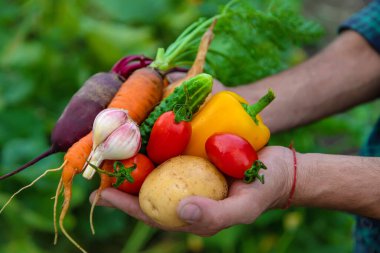 A man with a harvest of vegetables in the garden. Selective focus. Food.