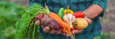 A man with a harvest of vegetables in the garden. Selective focus. Food.