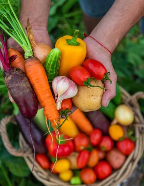 A man with a harvest of vegetables in the garden. Selective focus. Food.