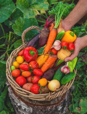 A man with a harvest of vegetables in the garden. Selective focus. Food.