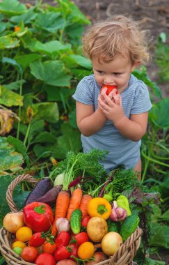 A child with a harvest of vegetables in the garden. Selective focus. Food.