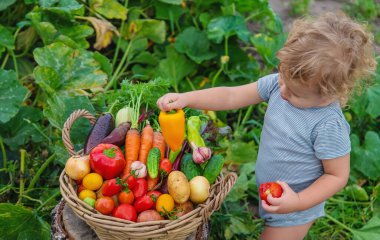 A child with a harvest of vegetables in the garden. Selective focus. Food.