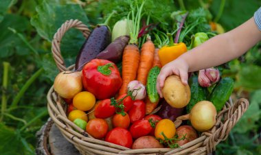 A child with a harvest of vegetables in the garden. Selective focus. Food.