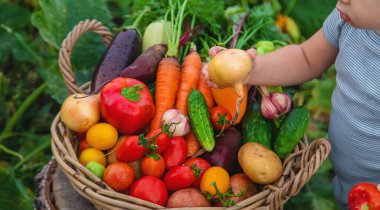 A child with a harvest of vegetables in the garden. Selective focus. Food.