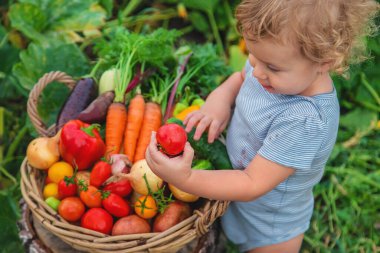 A child with a harvest of vegetables in the garden. Selective focus. Food.