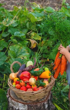 A child with a harvest of vegetables in the garden. Selective focus. Food.