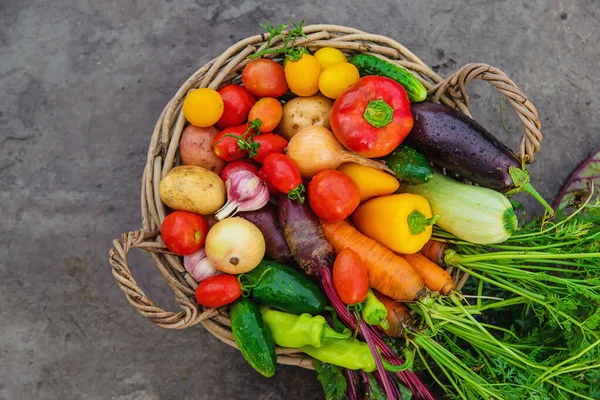 Harvest vegetables in the garden. Selective focus. Food.